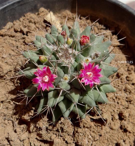 Mammilaria compressa